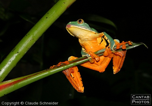Costa Rica - Frogs - Photo 39