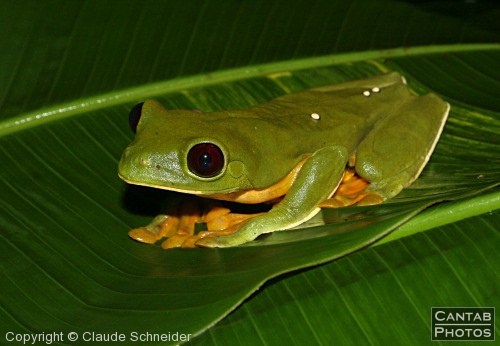 Costa Rica - Frogs - Photo 40
