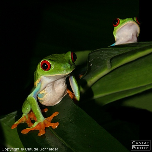 Costa Rica - Frogs - Photo 41