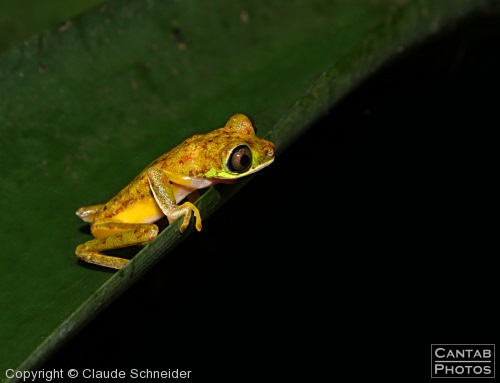 Costa Rica - Frogs - Photo 42