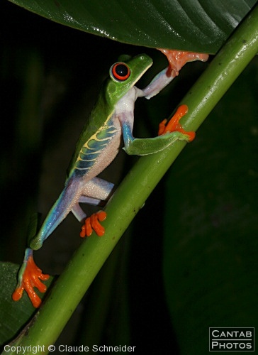 Costa Rica - Frogs - Photo 43