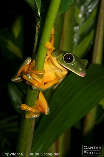 Costa Rica - Frogs - Photo 44