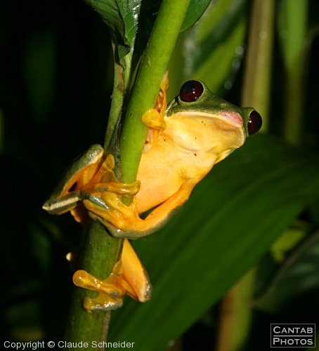 Costa Rica - Frogs - Photo 45
