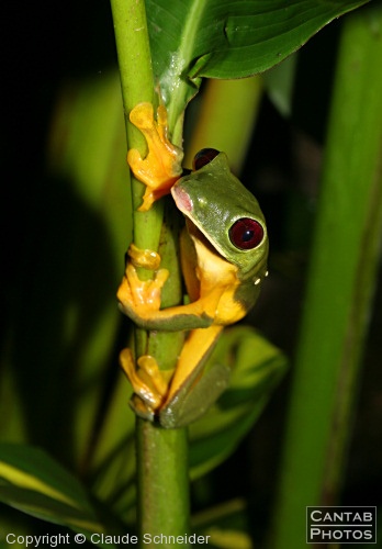 Costa Rica - Frogs - Photo 46