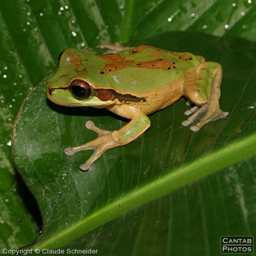 Costa Rica - Frogs - Photo 48