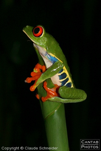 Costa Rica - Frogs - Photo 49