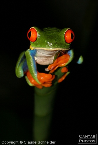 Costa Rica - Frogs - Photo 50