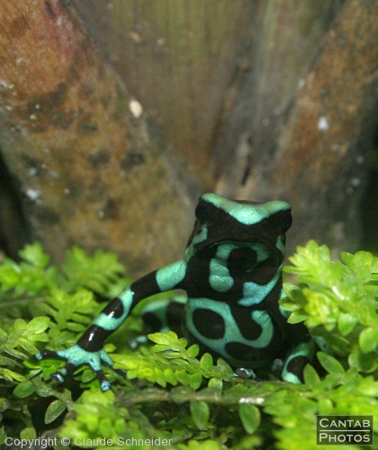 Costa Rica - Frogs - Photo 51