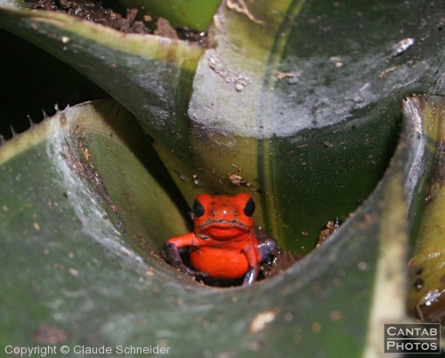 Costa Rica - Frogs - Photo 52