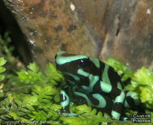 Costa Rica - Frogs - Photo 53