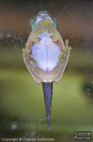 Costa Rica - Frogs - Photo 54