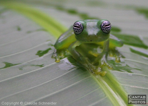 Costa Rica - Frogs - Photo 55