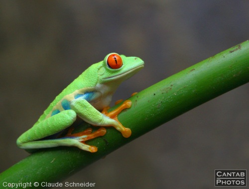 Costa Rica - Frogs - Photo 56