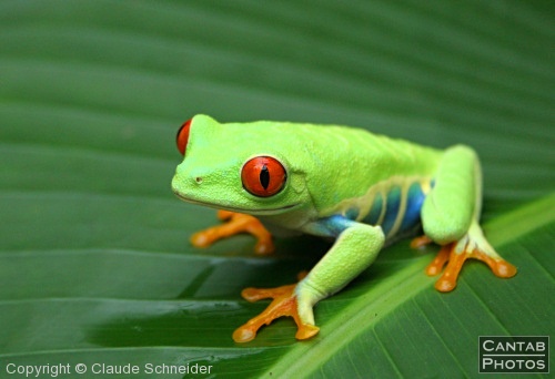 Costa Rica - Frogs - Photo 57