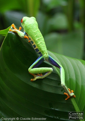 Costa Rica - Frogs - Photo 58