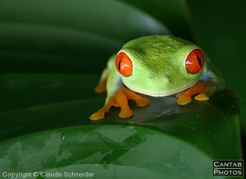 Costa Rica - Frogs - Photo 59