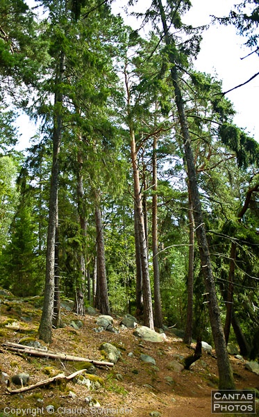 Sweden - Forests & Lakes - Photo 26