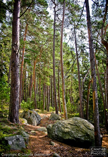 Sweden - Forests & Lakes - Photo 29