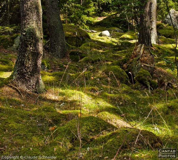 Sweden - Forests & Lakes - Photo 31