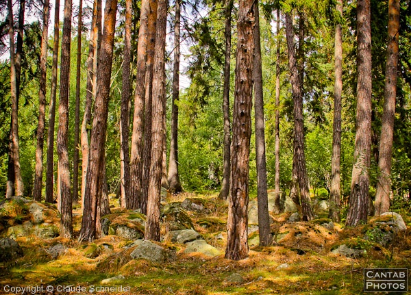 Sweden - Forests & Lakes - Photo 33