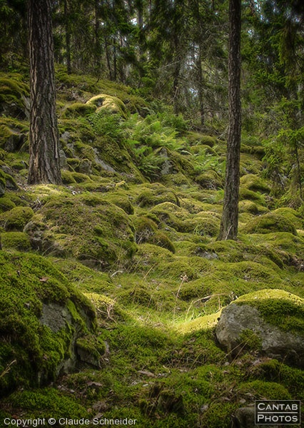 Sweden - Forests & Lakes - Photo 40