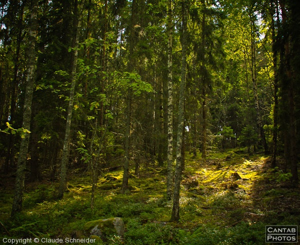 Sweden - Forests & Lakes - Photo 44