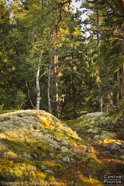 Sweden - Forests & Lakes - Photo 150
