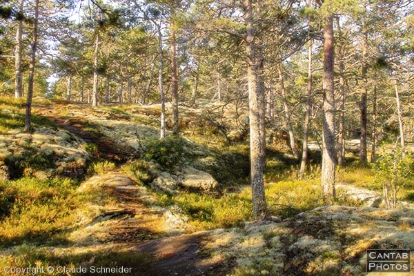 Sweden - Forests & Lakes - Photo 151