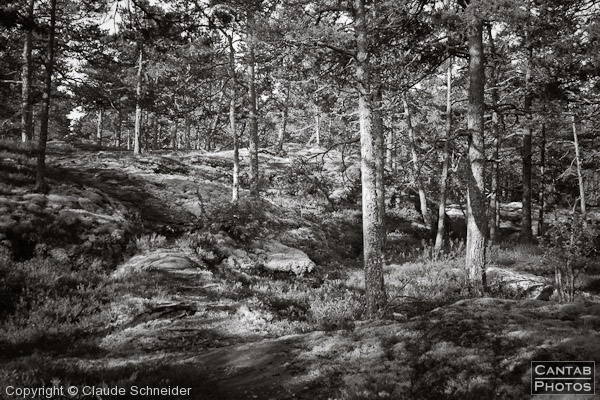 Sweden - Forests & Lakes - Photo 152