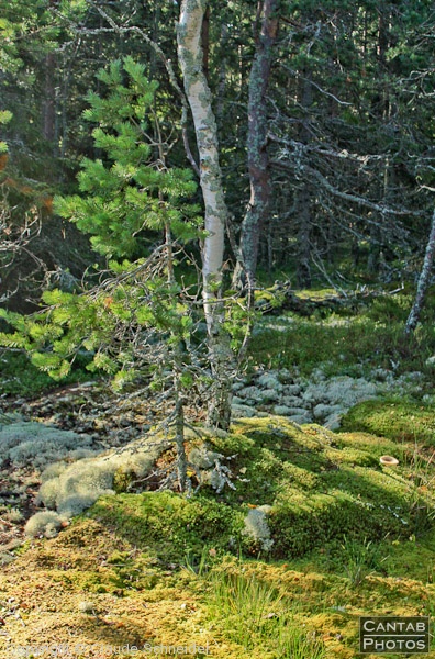 Sweden - Forests & Lakes - Photo 172