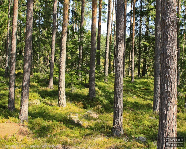 Sweden - Forests & Lakes - Photo 189