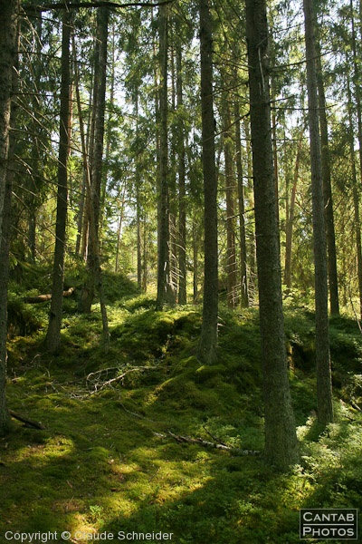 Sweden - Forests & Lakes - Photo 225