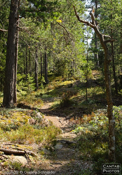 Sweden - Forests & Lakes - Photo 229