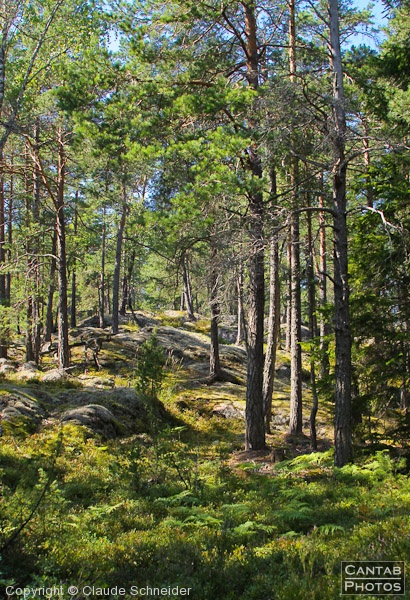Sweden - Forests & Lakes - Photo 240